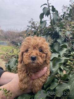 Photo №1. poodle (toy) - for sale in the city of Сивац | negotiated | Announcement № 126822