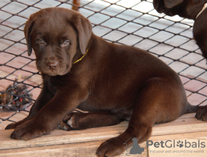 Photo №2 to announcement № 9832 for the sale of labrador retriever - buy in Russian Federation breeder