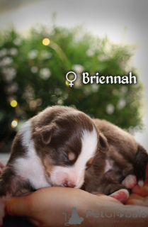 Photo №4. I will sell miniature american shepherd (aussie) in the city of Gdańsk. private announcement, breeder - price - 2787$