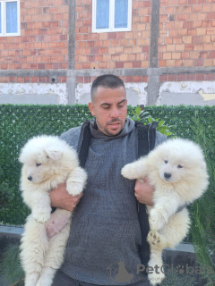 Additional photos: Samoyed puppies