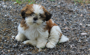 Photo №2 to announcement № 2211 for the sale of shih tzu - buy in Russian Federation from nursery, breeder