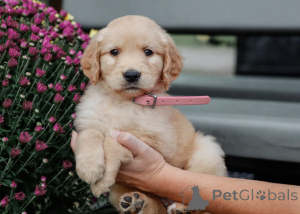 Photo №1. golden retriever - for sale in the city of Milan | negotiated | Announcement № 157924