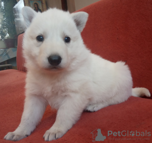Photo №2 to announcement № 8183 for the sale of berger blanc suisse - buy in Russian Federation private announcement