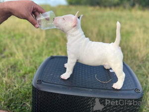 Additional photos: Miniature Bull Terrier FCI