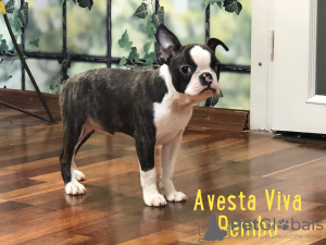 Photo №3. Boston Terrier puppy is grown up inexpensively. Russian Federation