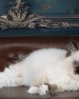 Photo №3. Ragdoll-Kätzchen zu verkaufen. Austria