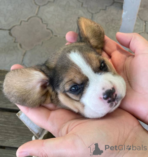 Photo №4. I will sell beagle in the city of Tiraspol. private announcement - price - negotiated
