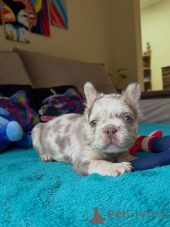 Photo №3. French Bulldog Puppies for Sale Healthy, Happy & Home-Raised. Czech Republic