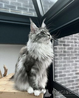 Photo №4. I will sell maine coon in the city of New York. private announcement - price - 400$