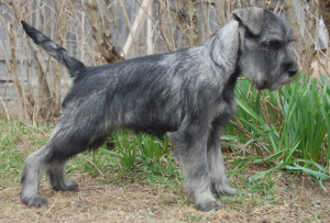 Photo №4. I will sell standard schnauzer in the city of Москва. from nursery - price - 420$