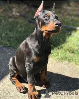 Photo №2 to announcement № 138744 for the sale of dobermann - buy in Germany private announcement