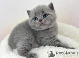 Photo №1. british shorthair - for sale in the city of Buffalo | 260$ | Announcement № 88665