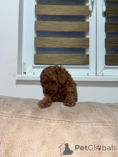 Photo №2 to announcement № 168845 for the sale of poodle (dwarf) - buy in Serbia breeder