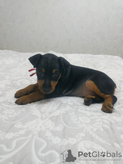 Photo №1. miniature pinscher - for sale in the city of Bobruisk | 157$ | Announcement № 18296