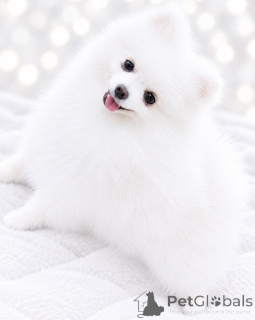 Photo №4. I will sell pomeranian in the city of Dnipro. private announcement, from nursery, breeder - price - 619$