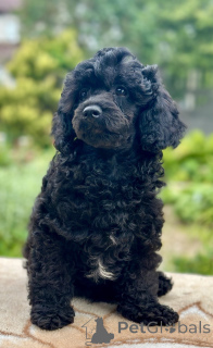 Photo №3. Miniature Poodle. Belarus