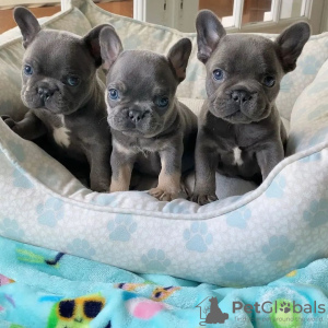 Photo №1. french bulldog - for sale in the city of Гамбург | 518$ | Announcement № 83114