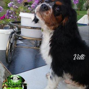 Photo №1. cavalier king charles spaniel - for sale in the city of Brest | 595$ | Announcement № 3203