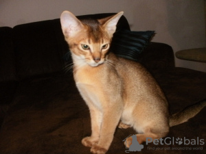 Photo №1. abyssinian cat - for sale in the city of Gelsenkirchen | Is free | Announcement № 106396