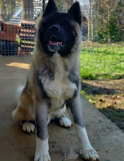 Additional photos: american akita