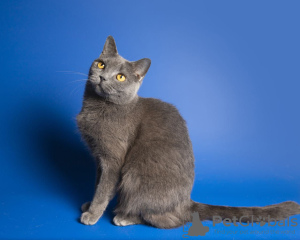 Photo №2 to announcement № 85650 for the sale of british shorthair - buy in Russian Federation private announcement