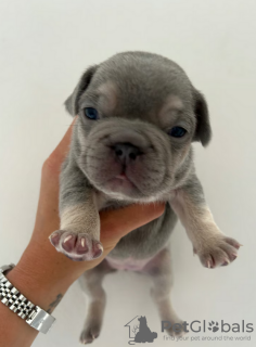 Additional photos: Full Kennel club registered pedigree French bull dog puppies