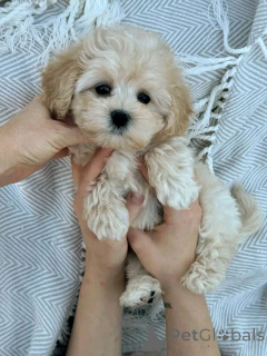 Photo №3. Teacup Maltese puppy for adoption. United States