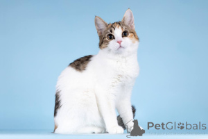 Photo №1.  - for sale in the city of Khimki | Is free | Announcement № 157211