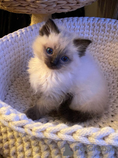 Photo №1. ragdoll - for sale in the city of Bielefeld | negotiated | Announcement № 174840