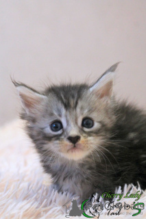 Photo №4. I will sell maine coon in the city of St. Petersburg. private announcement, from nursery, breeder - price - 473$