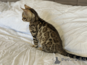 Photo №1. bengal cat - for sale in the city of New York | negotiated | Announcement № 138649