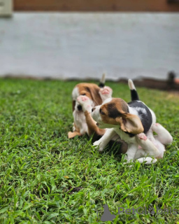 Photo №3. beagle puppies. Germany