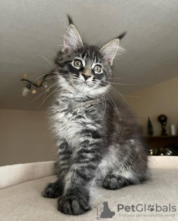 Photo №3. mainecoon kittens for free adoption. Germany