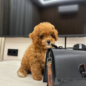 Photo №2 to announcement № 164541 for the sale of maltipu - buy in Germany breeder