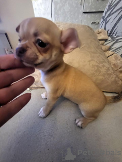 Additional photos: Female Chihuahua