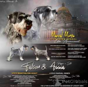 Photo №1. standard schnauzer - for sale in the city of Stara Pazova | negotiated | Announcement № 129107