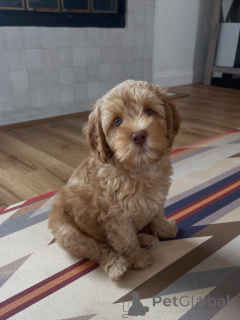 Photo №1. labradoodle - for sale in the city of Munich | negotiated | Announcement № 169008