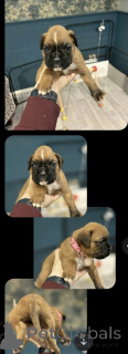 Photo №2 to announcement № 159520 for the sale of boxer - buy in United States private announcement