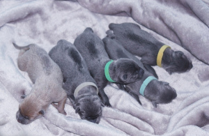 Photo №2 to announcement № 868 for the sale of thai ridgeback - buy in Estonia private announcement, from nursery, breeder