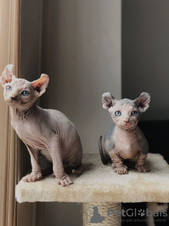 Photo №2 to announcement № 9334 for the sale of sphynx cat - buy in France 