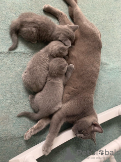 Photo №1. british shorthair - for sale in the city of Miami | 250$ | Announcement № 37170
