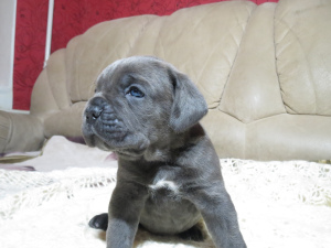 Photo №2 to announcement № 3955 for the sale of cane corso - buy in Russian Federation private announcement