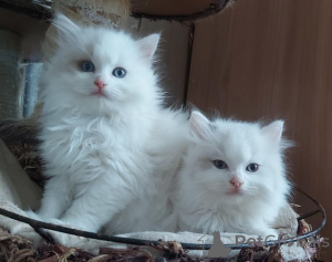 Photo №2 to announcement № 159210 for the sale of ragdoll - buy in Switzerland private announcement
