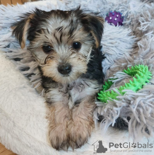 Photo №4. I will sell yorkshire terrier in the city of Leipzig. private announcement - price - 280$