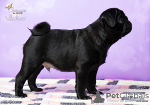 Photo №1. pug - for sale in the city of Kharkov | 1000$ | Announcement № 9522