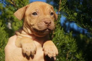 Additional photos: Kennel LOVELY HEARTS, puppies of the pit bull terrier of sports breeding