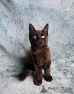 Photo №1. bombay cat - for sale in the city of Helsinki | 516$ | Announcement № 166341