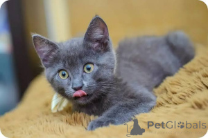 Photo №2 to announcement № 173604 for the sale of russian blue - buy in Croatia private announcement, breeder