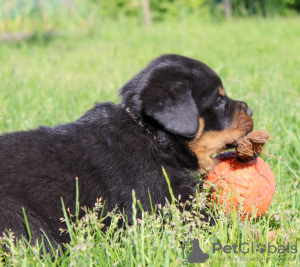 Photo №1. rottweiler - for sale in the city of Bobruisk | 1057$ | Announcement № 51859