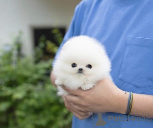 Photo №1.  - for sale in the city of Alice Springs | Is free | Announcement № 161684